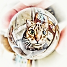 Catsy