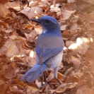 Western Scrub Jay